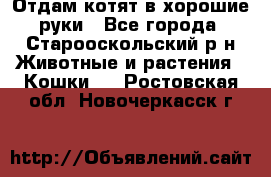 Отдам котят в хорошие руки - Все города, Старооскольский р-н Животные и растения » Кошки   . Ростовская обл.,Новочеркасск г.